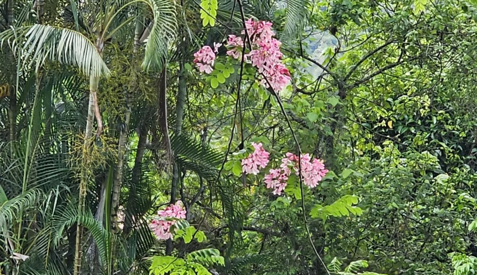 Daintree Riverview Lodges & Van Park
