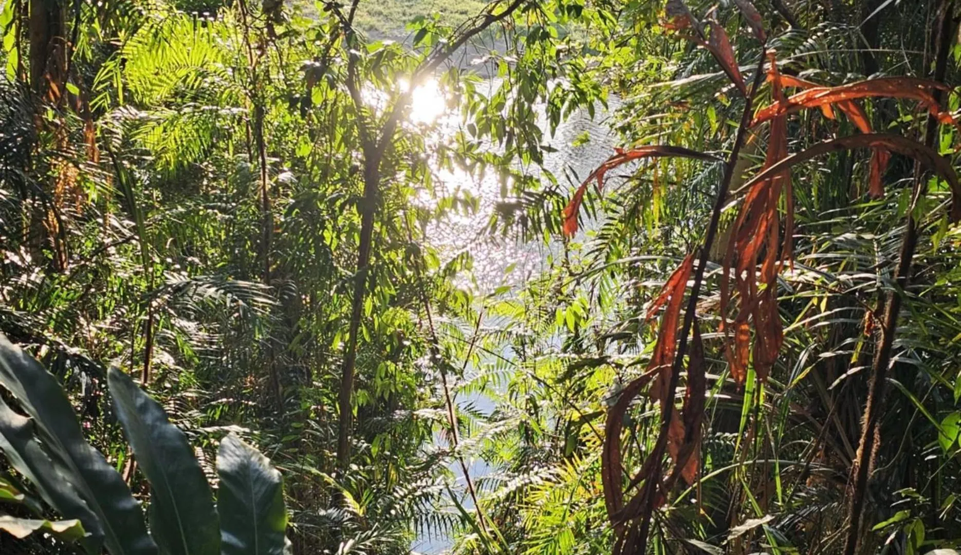 Daintree Riverview Lodges & Van Park